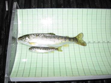 Two wild steelhead trout (Oncorhynchus mykiss) from the American River, on a board used to measure variation in size among indiv