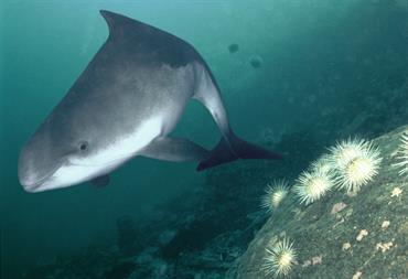 Harbour porpoise {Phocoena phocoena} Sognefjord, Norway