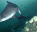 Harbour porpoise {Phocoena phocoena} Sognefjord, Norway