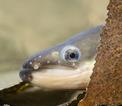 European eel (anguilla anguilla)