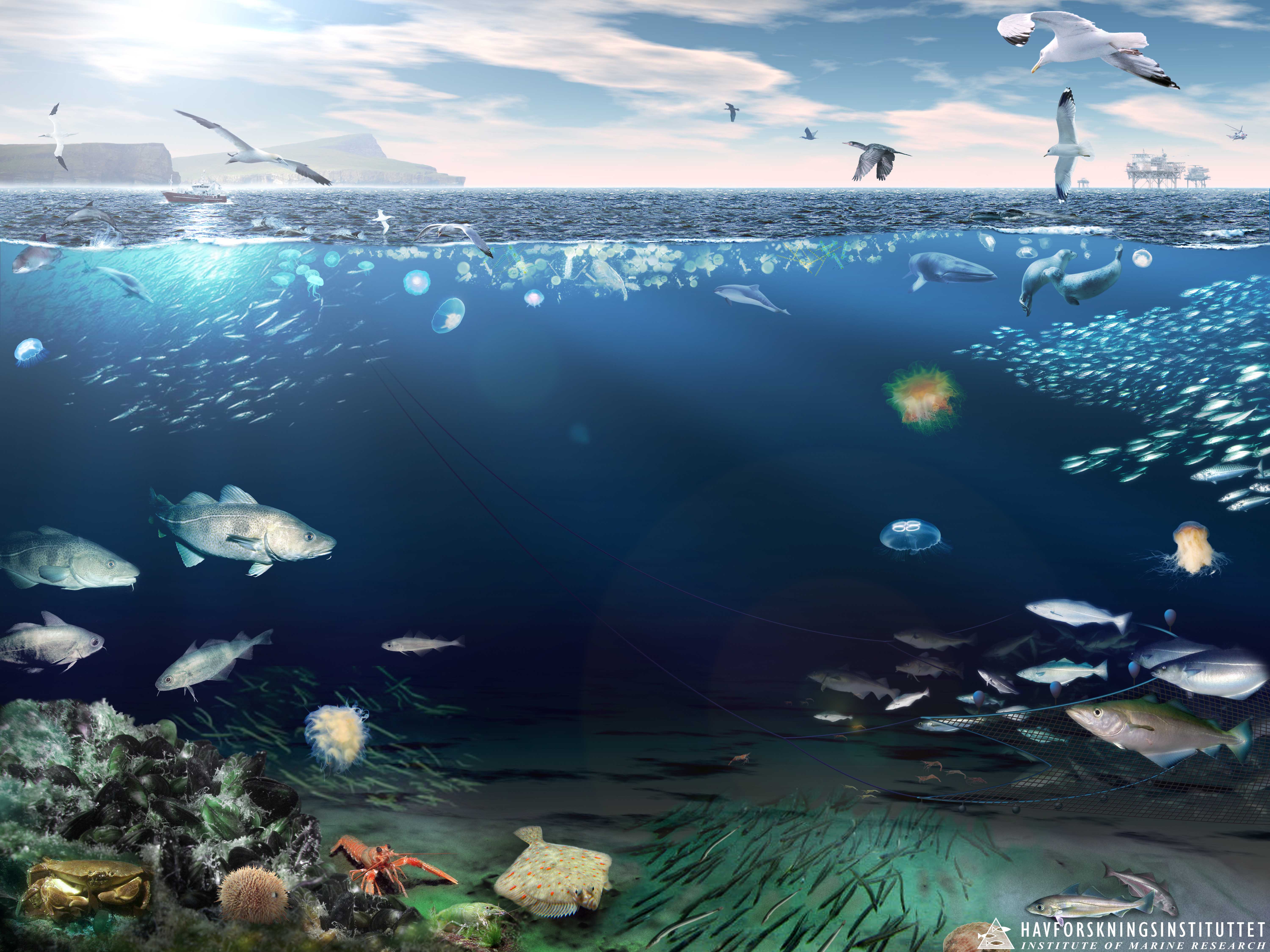 Толщи вод океанов. Водные экосистемы. Морские экосистемы. Экосистема океана. Морские глубины.