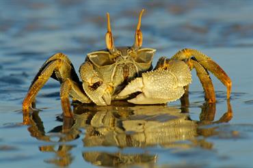 Ghost crab on beach