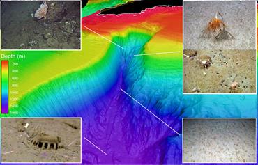 Topographic map of the Andøy Canyon off northern Norway with examples of characteristic fauna 