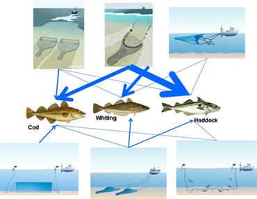 Foodweb graphic