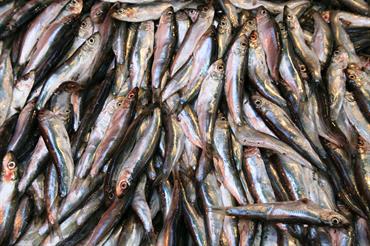 sardines