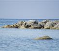 rocks in shallow water