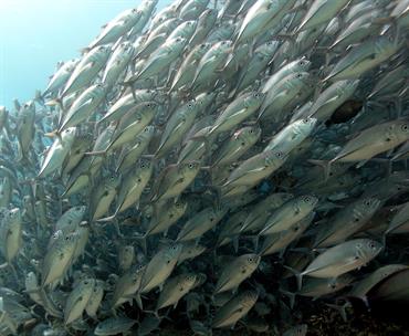 School of fish