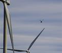 seabird and wind turbine