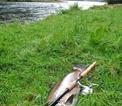 Caught salmon on riverbank