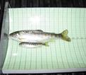 Two wild steelhead trout (Oncorhynchus mykiss) from the American River, on a board used to measure variation in size among indiv