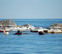 divers in the Kvarken marine region Gulf of Bothnia