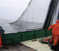 Purse seining for sardine off the US west coast; photo Mike Okoniewski.