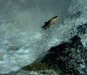 Atlantic salmon leaping in freshwater