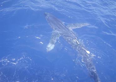 Blue shark; Diogo Martins Nunes