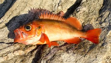 redfish on beach