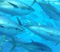 Southern bluefin tuna, Thunnus maccoyii
